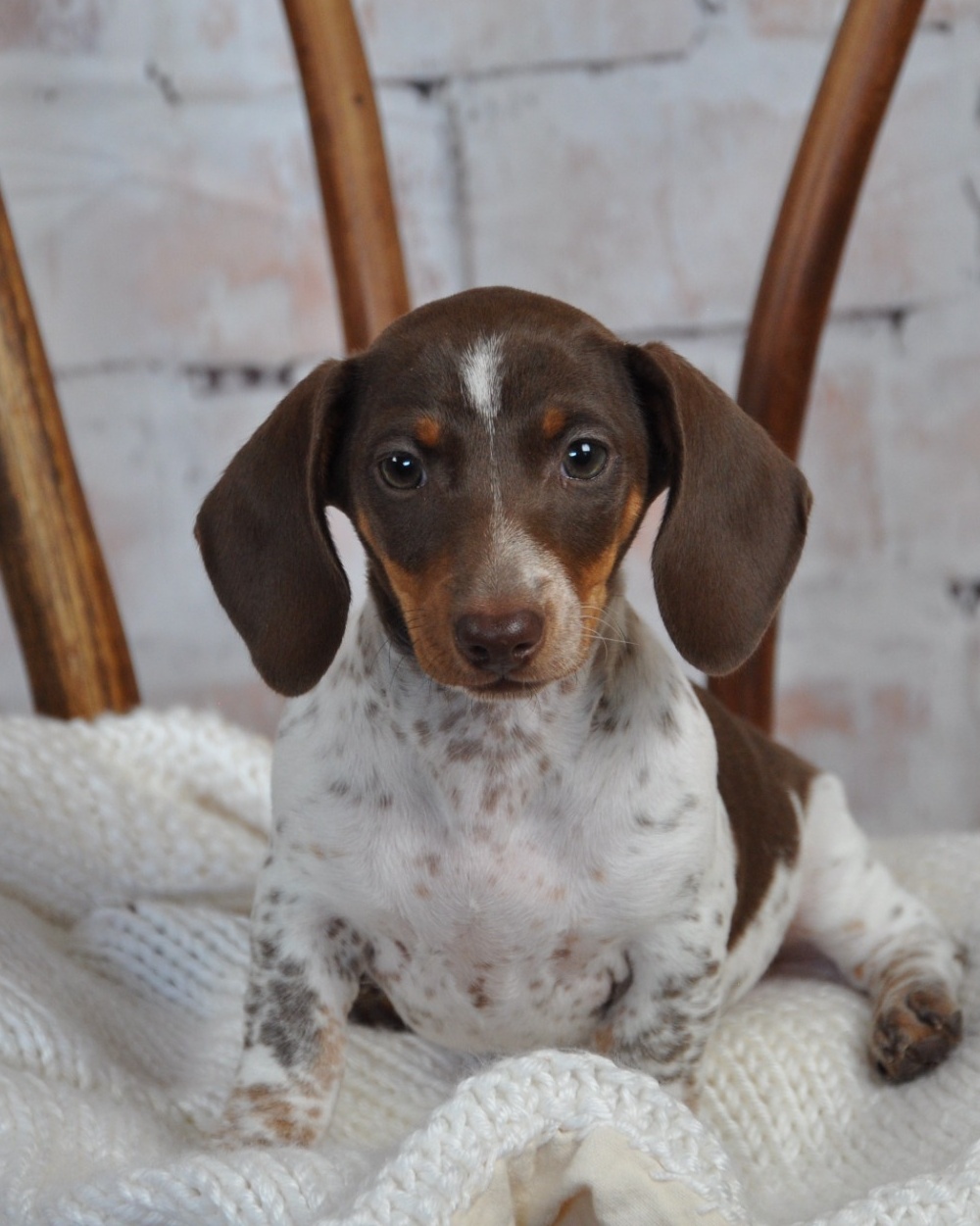 Home-raised Dachshund at Darling Dachshunds in Northern Nevada