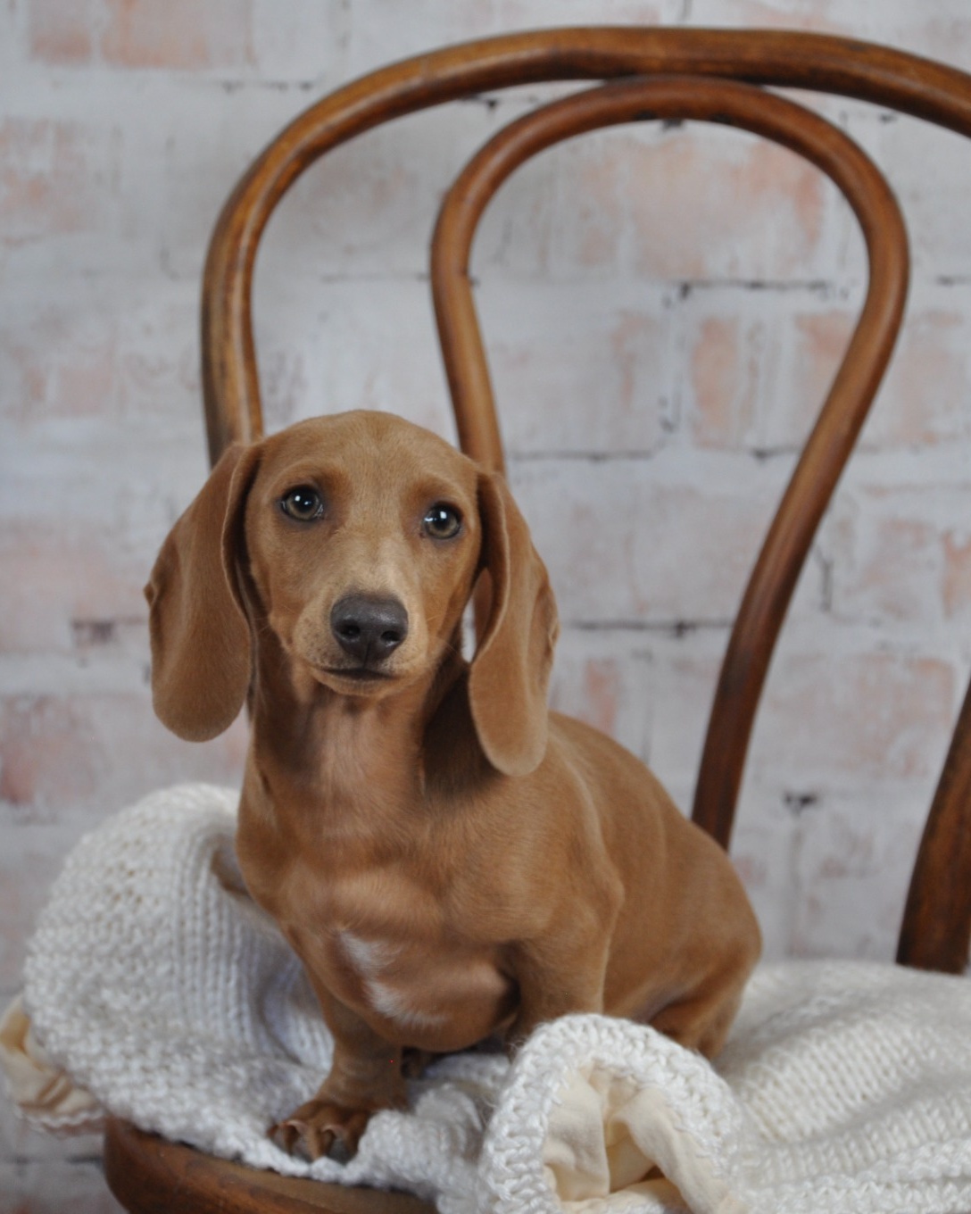 AKC Dachshund puppies raised at Darling Dachshunds in Fallon Nevada