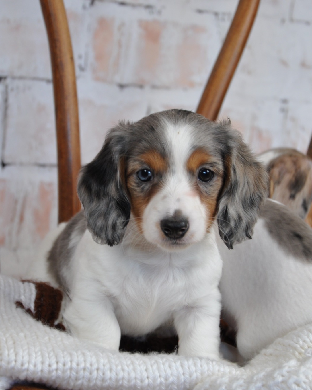 Darling Dachshunds breeder serving Fallon Reno and Northern Nevada
