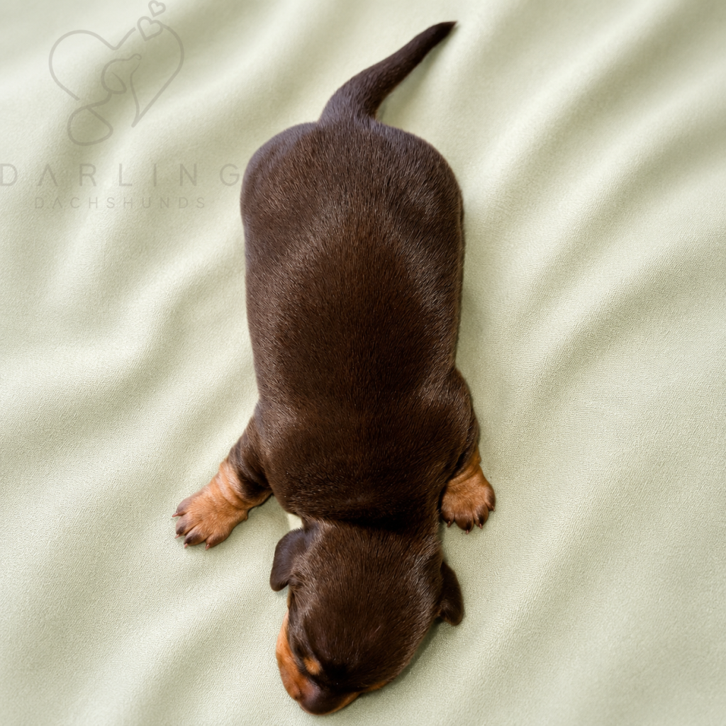 Rocky puppy photo