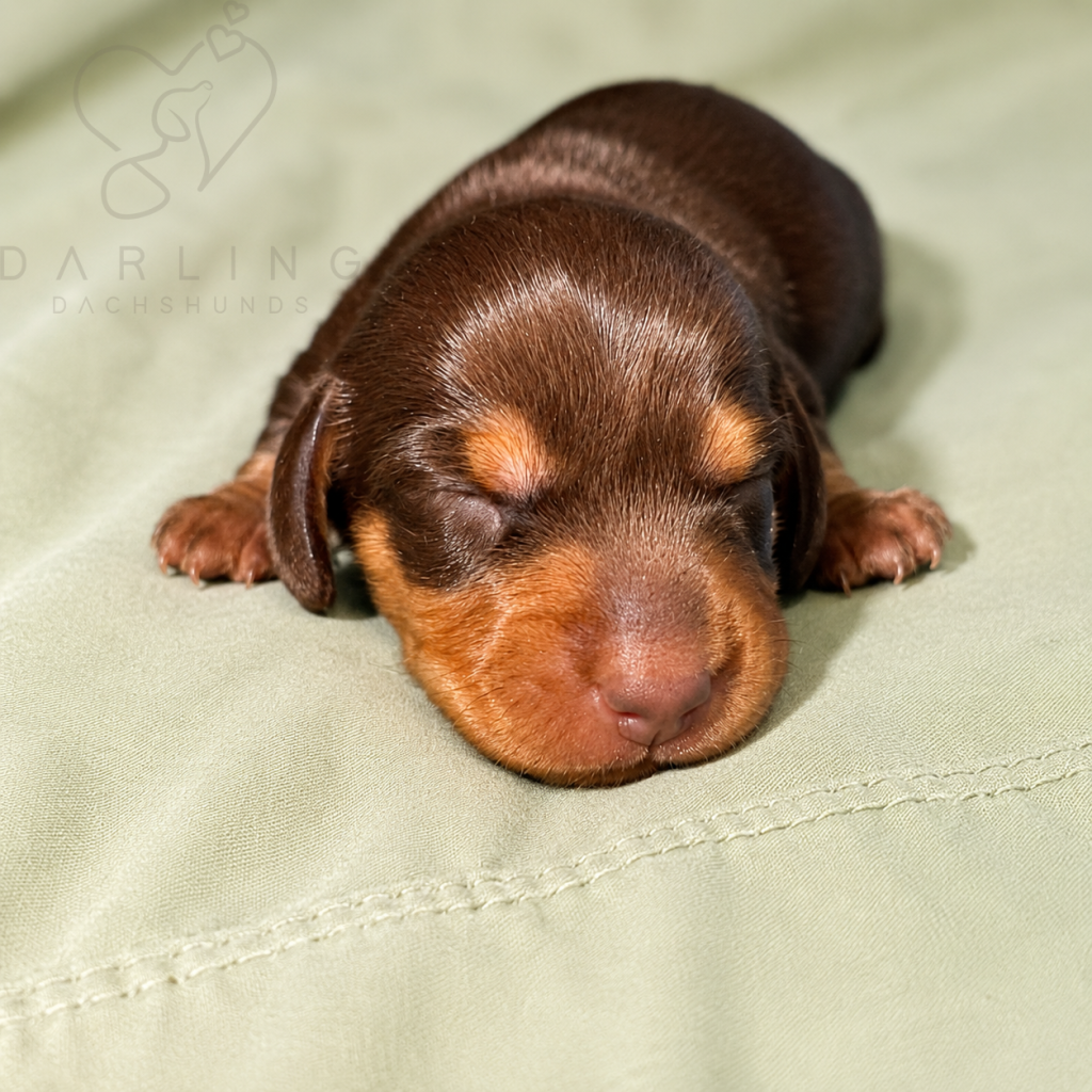 Rocky puppy photo