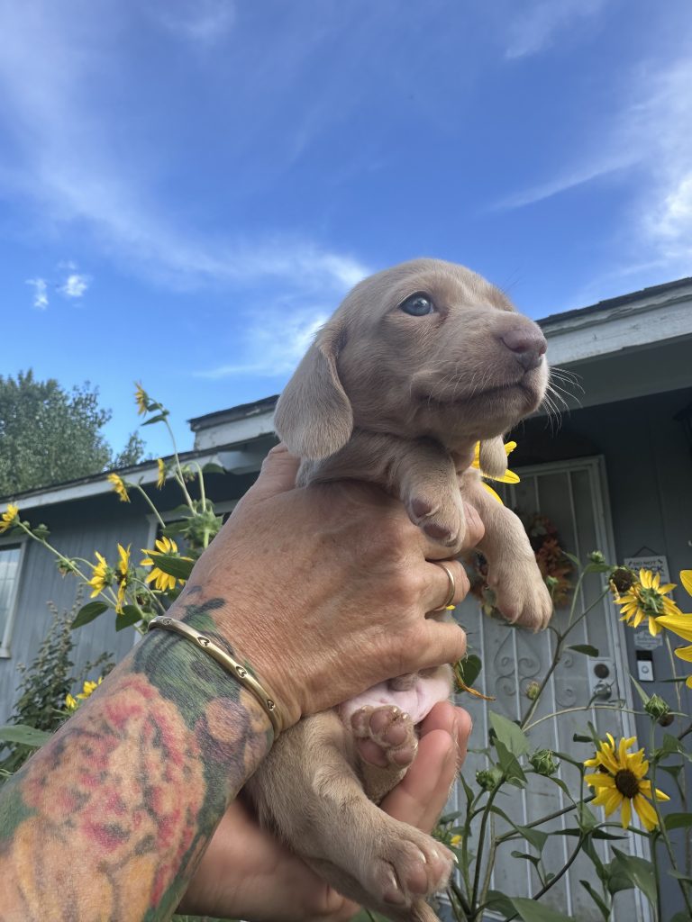 Bourbon puppy photo