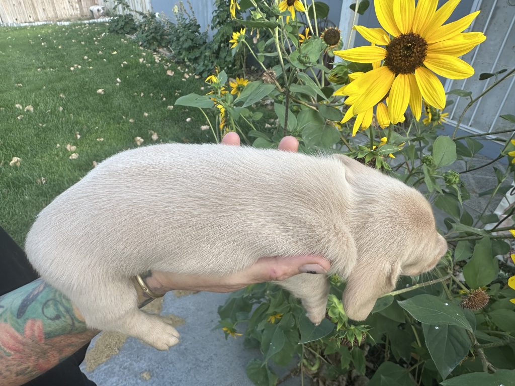 Bourbon puppy photo