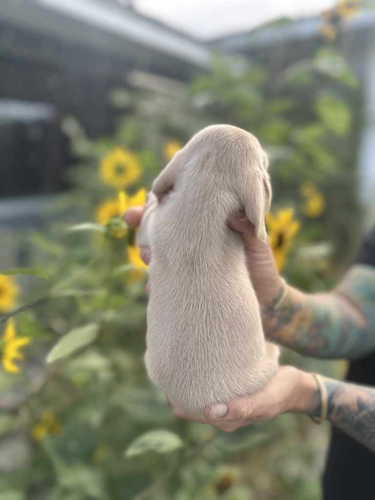 Bourbon puppy photo