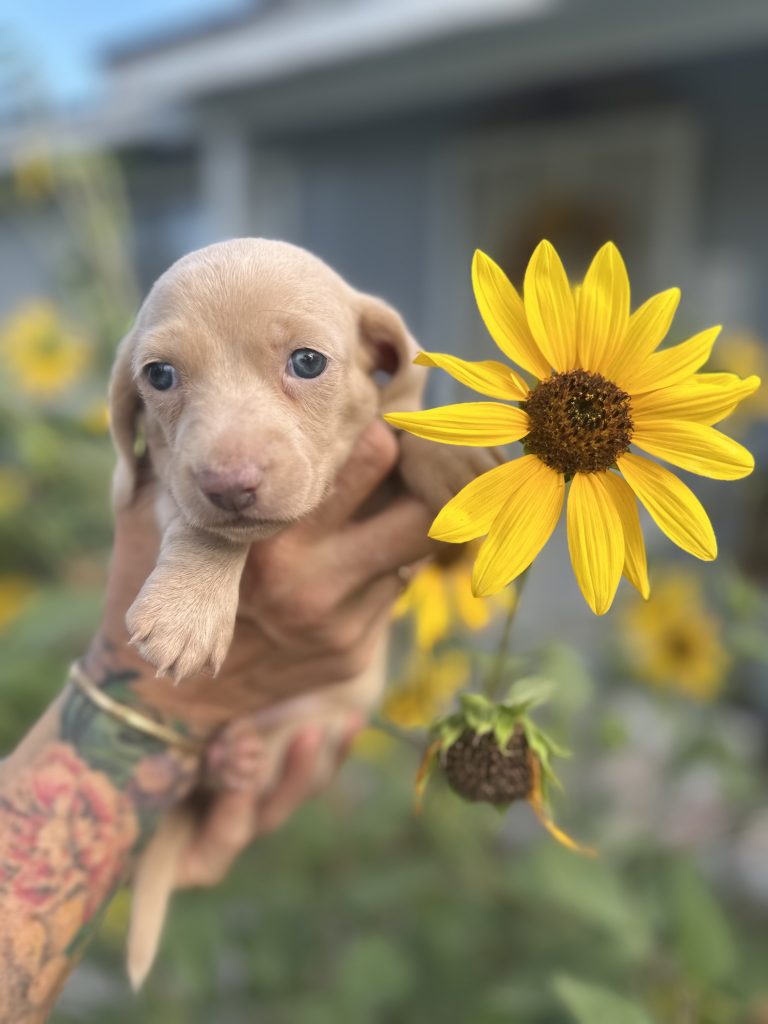 Bourbon puppy photo