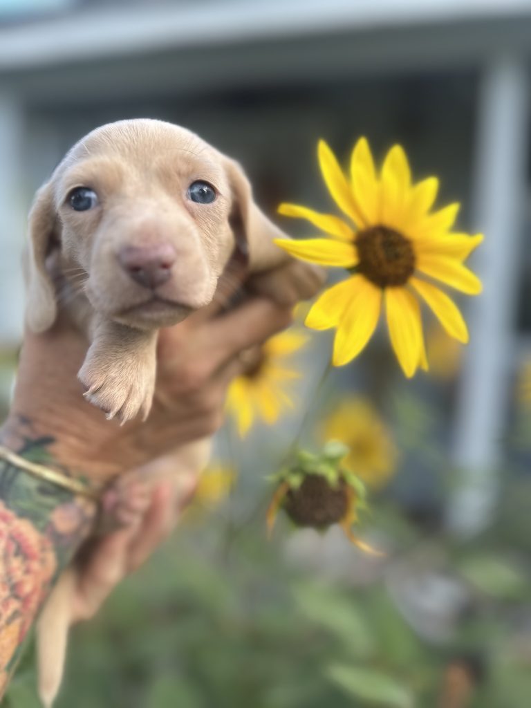 Bourbon puppy photo