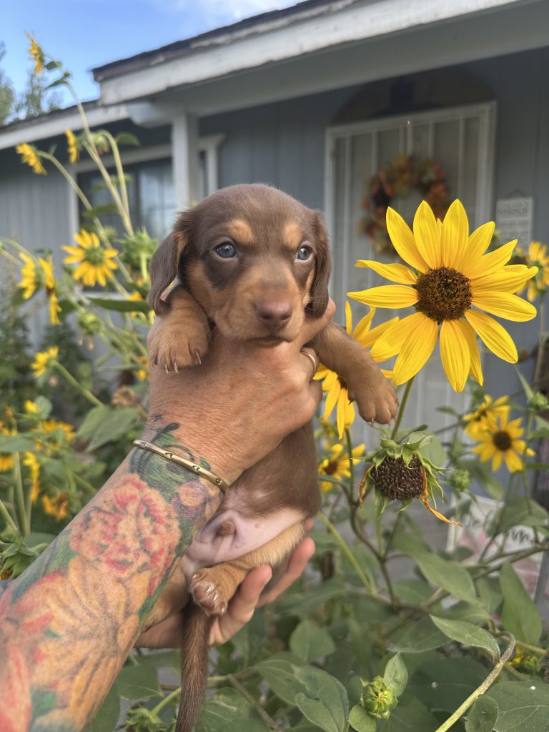 Rocky puppy photo