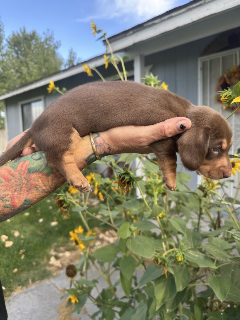 Rocky puppy photo