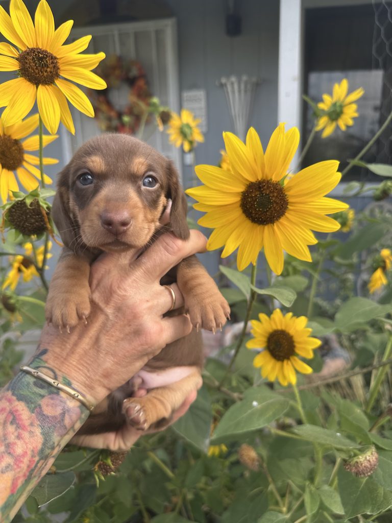Rocky puppy photo