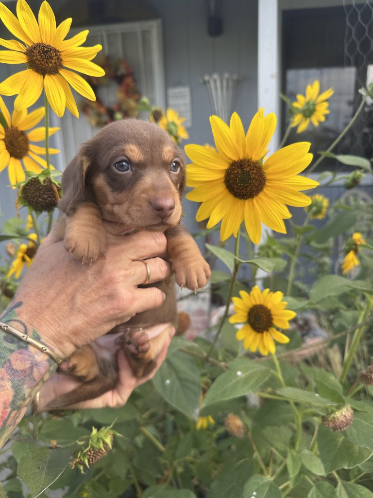 Rocky puppy photo