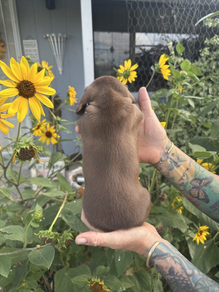 Rocky puppy photo