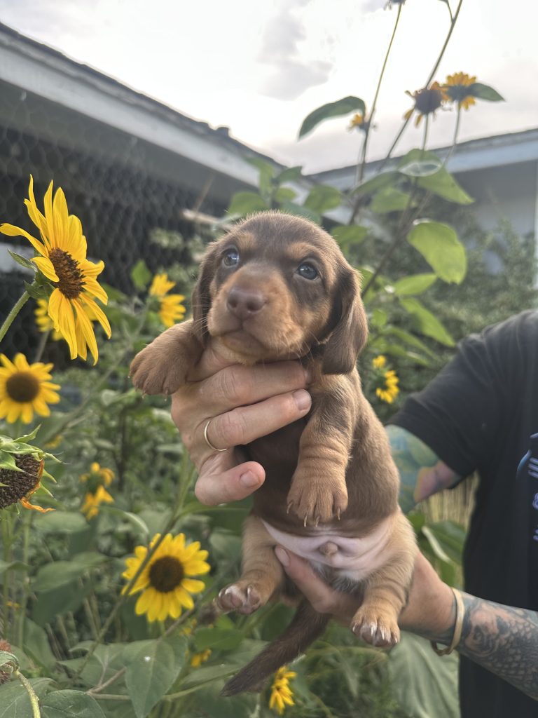 Rocky puppy photo