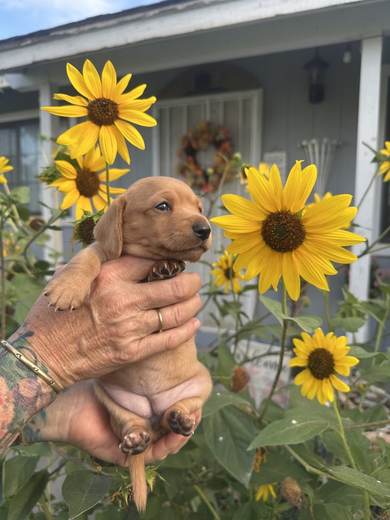 Cinnamon puppy photo