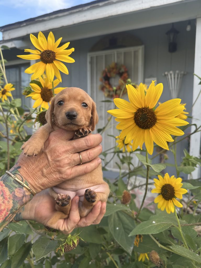 Cinnamon puppy photo