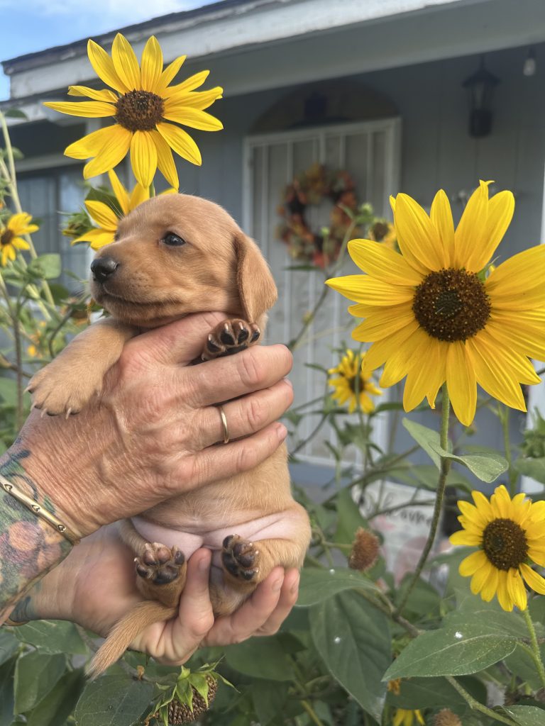 Cinnamon puppy photo