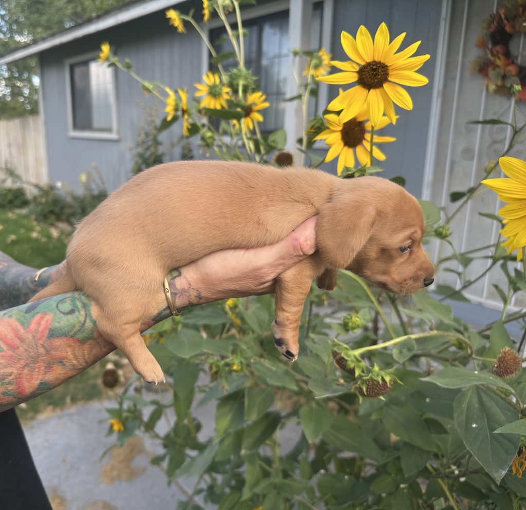 Cinnamon puppy photo