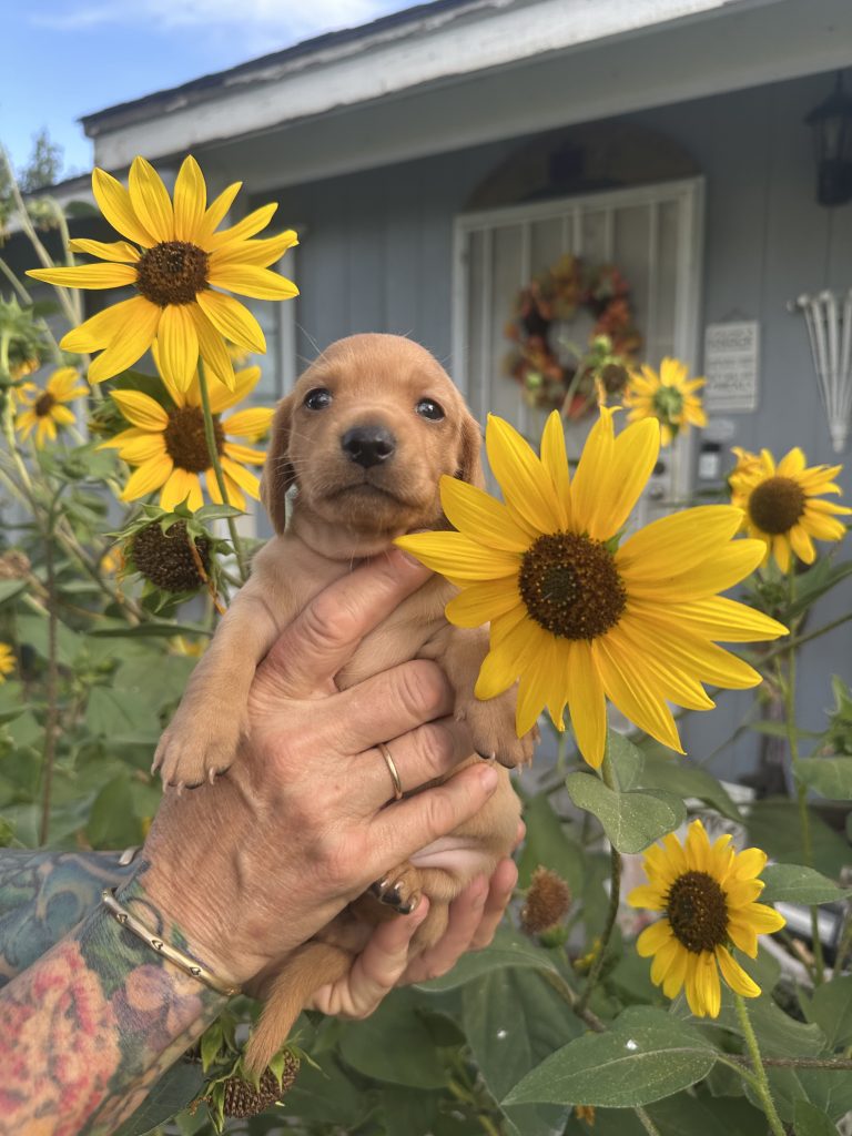 Cinnamon puppy photo