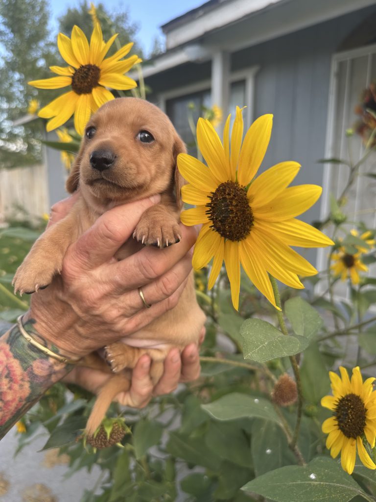 Cinnamon puppy photo