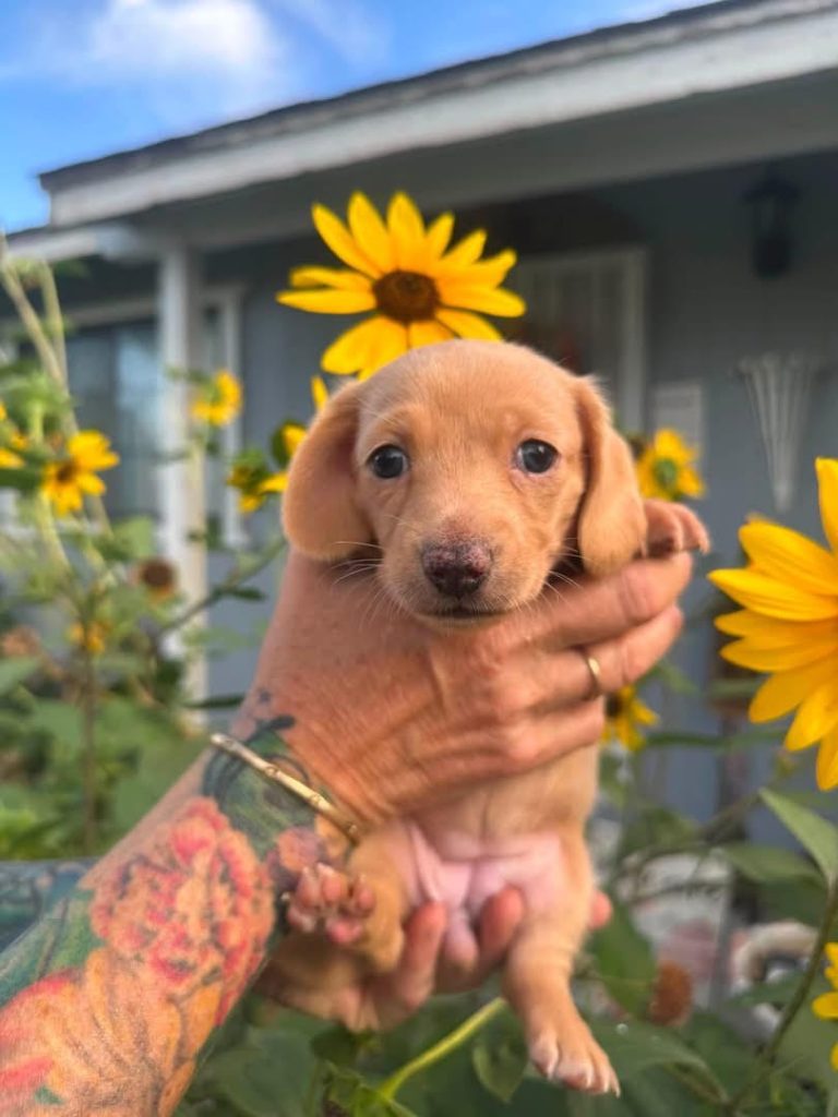 Honey puppy photo