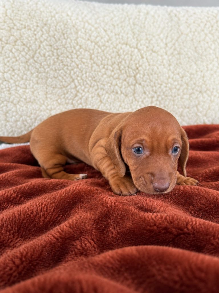 Derek puppy photo