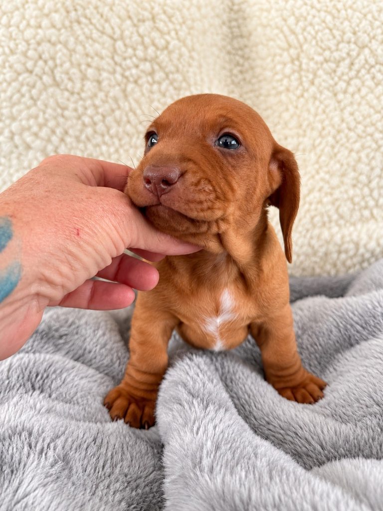 Derek puppy photo