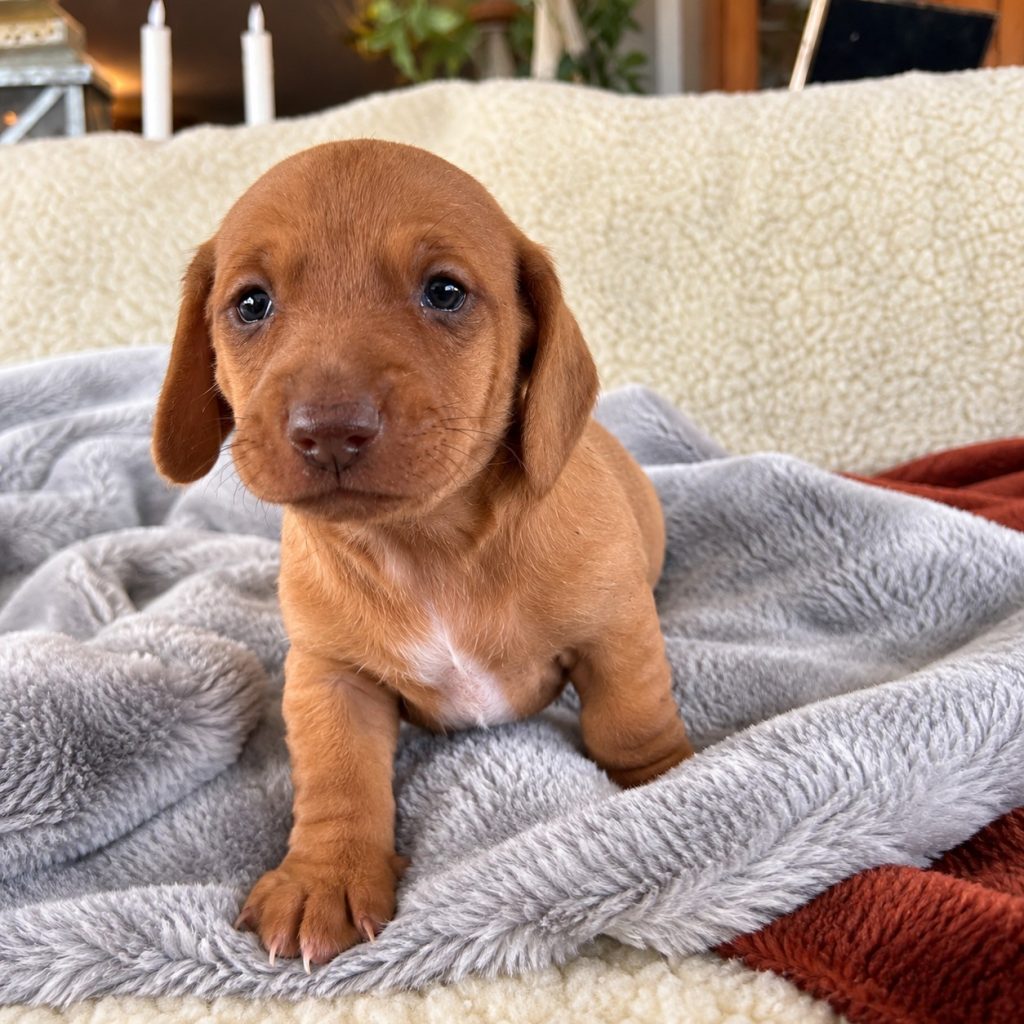 Paisley puppy photo