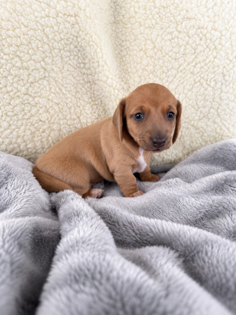 Piper puppy photo