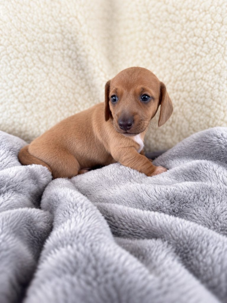 Piper puppy photo
