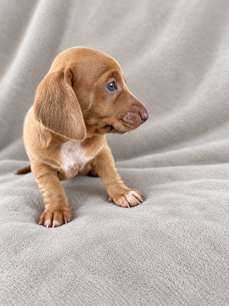 Presley puppy photo